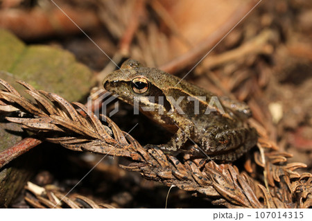 タゴガエル 107014315