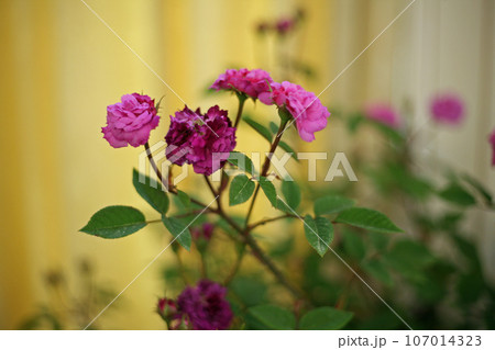 萬翠荘のバラの花 107014323