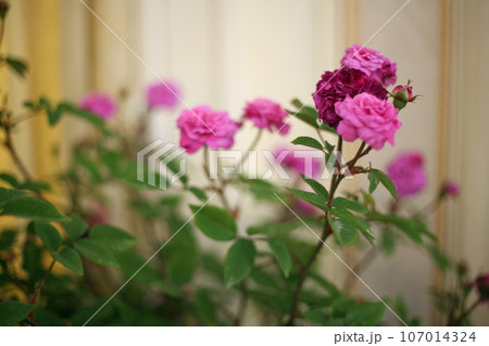 萬翠荘のバラの花 107014324