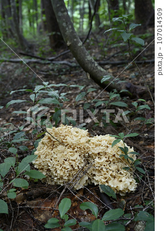 天然ハナビラタケ 天然ハナビラタケ 107014509