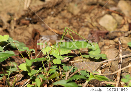 ヘリグロツユムシ ヘリグロツユムシ 107014640