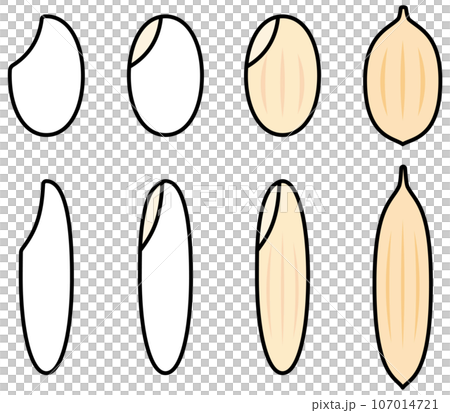 稻米、米粒的向量圖解集 107014721