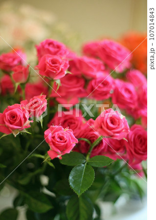 萬翠荘のバラの花 107014843