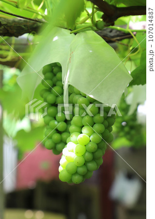 デラウエア　若い 107014887