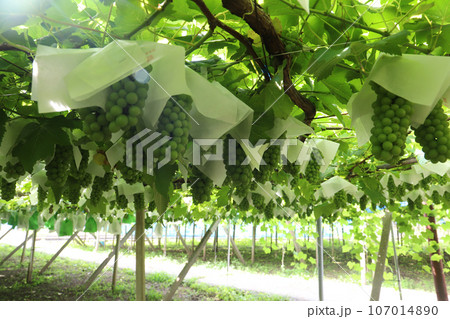 デラウエア栽培 107014890