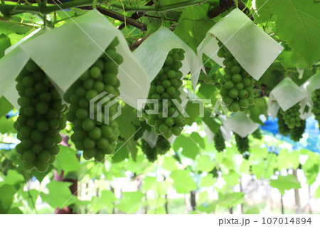 栽培 ぶどう 栽培 ぶどう 107014894
