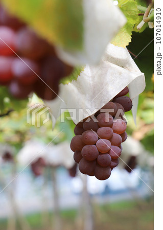 デラウエア 107014910