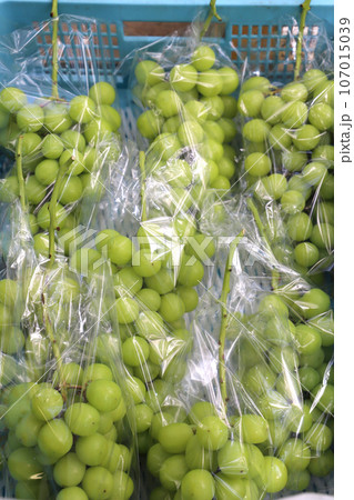 ぶどう出荷最盛期 107015039