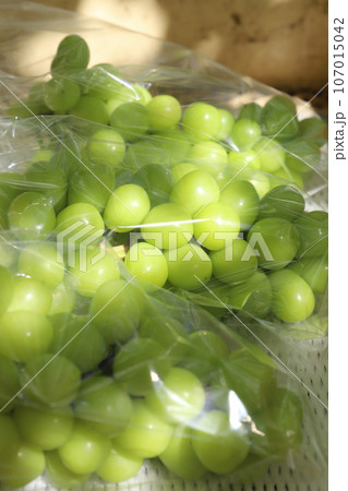 シャインマスカット　送り出し 107015042