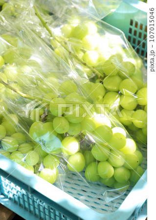 ブドウ収穫 107015046