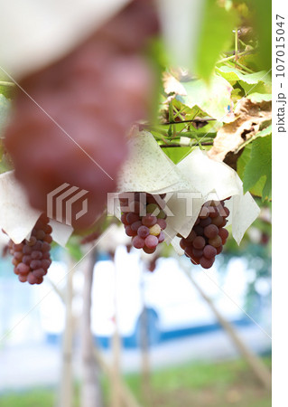 色付くデラウエア　 107015047