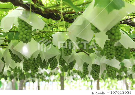 デラウエアの農園 107015053