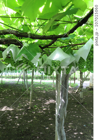 デラウエアの木 107015060