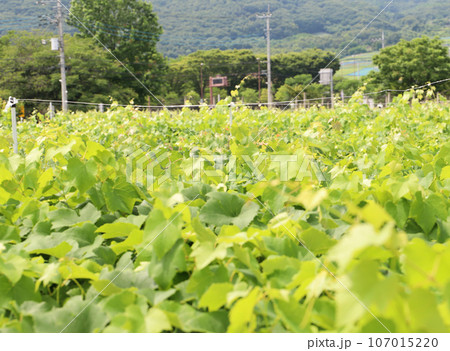 ブドウ農園の上 107015220