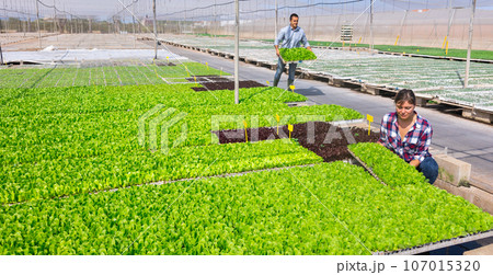 Female agriculturist working in warm house 107015320