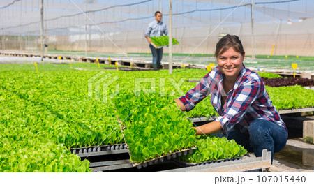 Experienced woman worker stacking box with seedlings in greenhouse. Man carries box in background 107015440