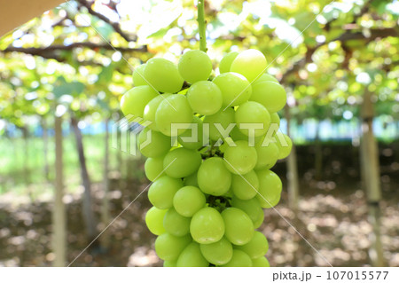 美味しいフルーツ　シャインマスカット 107015577