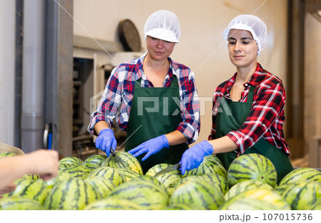 Female workers of vegetable sorting factory checking and peeling watermelons running on conveyor belt 107015736
