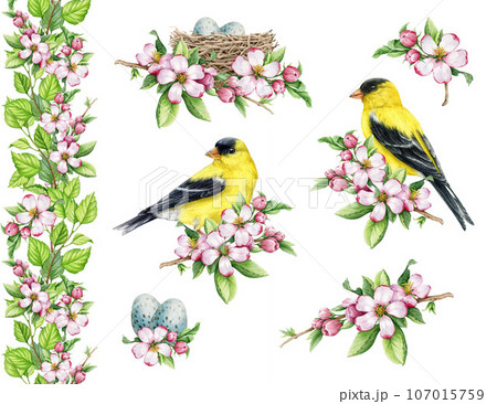 Springtime tender floral decorative set. Watercolor illustration. Hand drawn goldfinch birds with pink apple flowers, nest, eggs, seamless border element collection. White background 107015759