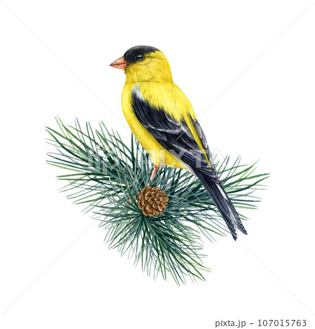 Goldfinch bird on a conifer branch decor. Watercolor illustration. Spinus tristis realistic image. Hand drawn yellow goldfinch on a pine twig decoration. Wildlife forest bird on white background 107015763