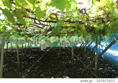 出荷時期のシャインマスカット農場 出荷時期のシャインマスカット農場 107015851