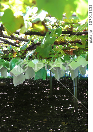 ブドウ農園 107015853