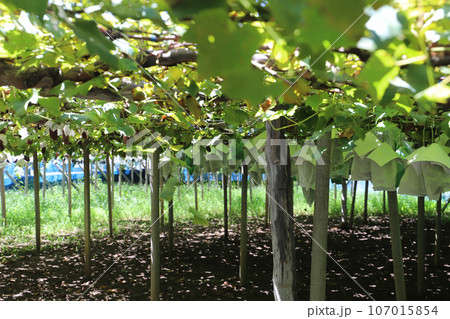 ブドウ農園 ブドウ農園 107015854