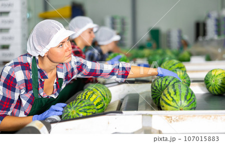 Portrait of woman in uniform who sorts watermelons together with a team on conveyor line Portrait of woman in uniform who sorts watermelons together with a team on conveyor line 107015883