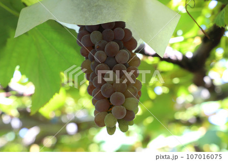 デラウエアのグラデーション 107016075