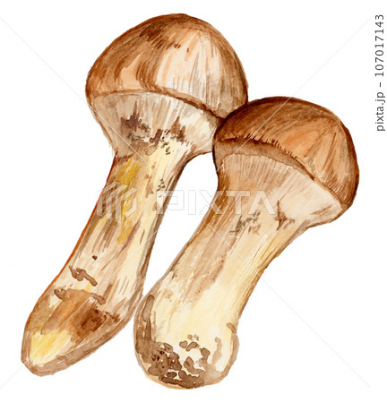 手描き水彩の松茸のイラスト 手描き水彩の松茸のイラスト 107017143