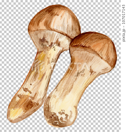 手描き水彩の松茸のイラスト 手描き水彩の松茸のイラスト 107017143