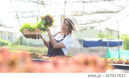Asian female gardener in agriculture industry.  Women farmer use laptop for working and care vegetable or nursery small plants 107017637