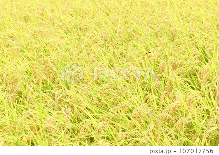 北杜市白州町、収穫間近の稲田とトンボ 北杜市白州町、収穫間近の稲田とトンボ 107017756