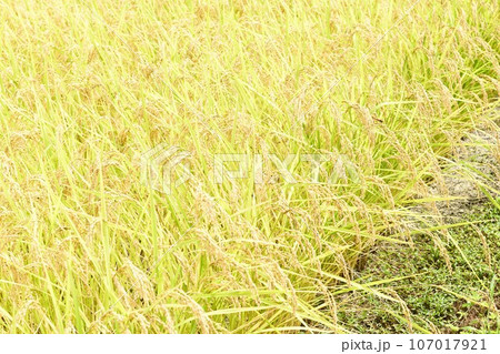 北杜市白州町、収穫間近の稲田とトンボ 北杜市白州町、収穫間近の稲田とトンボ 107017921