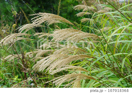 秋の陽に輝くススキ 107018368