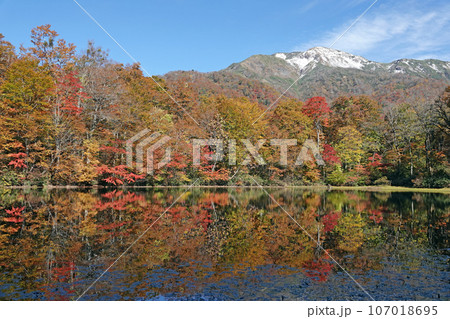 紅葉の苅込池。 107018695
