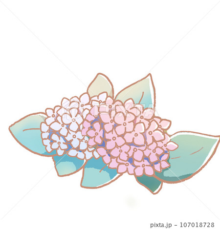 アジサイのイラスト ピンク 水色 梅雨 107018728