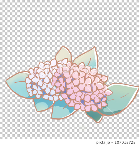 アジサイのイラスト ピンク 水色 梅雨 107018728