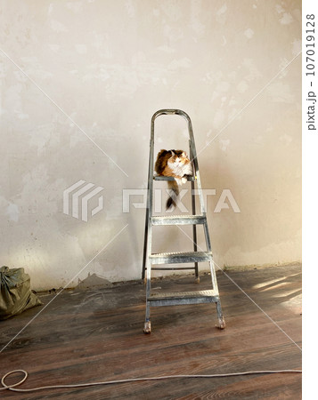 Cat sitting on a stepladder, helps to renovate the room Cat sitting on a stepladder, helps to renovate the room 107019128