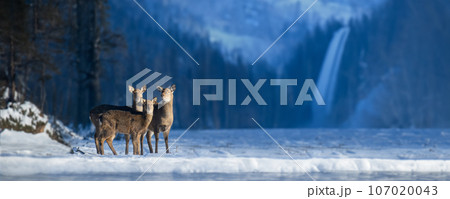 Close three young majestic red deer in winter forest with waterfall. Cute wild mammal in natural environment 107020043