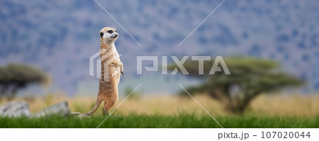 Meerkat standing looking for something. Suricata suricatta wild predators in natural environment Meerkat standing looking for something. Suricata suricatta wild predators in natural environment 107020044