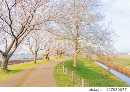 桜のある散歩道　北陸 107020077