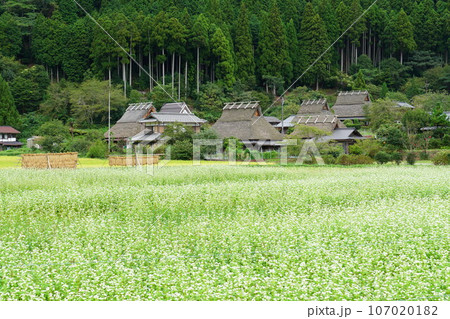 秋の美山かやぶきの里 107020182
