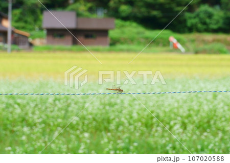 そばの花とトンボ そばの花とトンボ 107020588