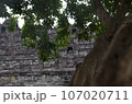 海外旅行、インドネシアの仏教寺院　ボロブドゥール 107020711