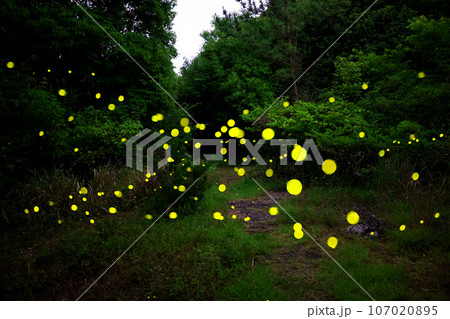 In Gotjawal Forest, a famous tourist attraction on Jeju Island, South Korea, fireflies create a wonderful scenery with beautiful lights. 107020895