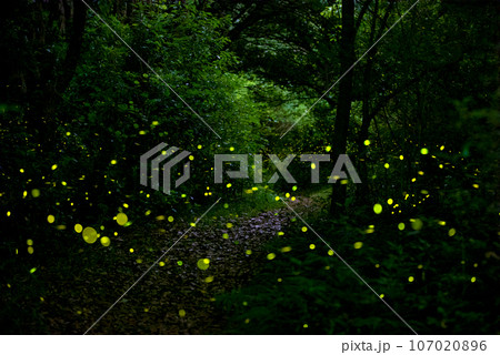 In Gotjawal Forest, a famous tourist attraction on Jeju Island, South Korea, fireflies create a wonderful scenery with beautiful lights. 107020896