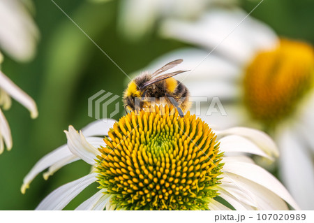A closeup shot of a bee collecting pollen on a white echinacea flower 107020989