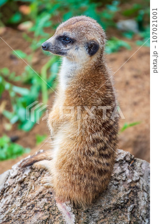Meerkat, Suricata suricatta, on hind legs. Portrait of meerkat standing on hind legs with alert expression. Portrait of a funny meerkat sitting on its hind legs. Meerkat, Suricata suricatta, on hind legs. Portrait of meerkat standing on hind legs with alert expression. Portrait of a funny meerkat sitting on its hind legs. 107021001