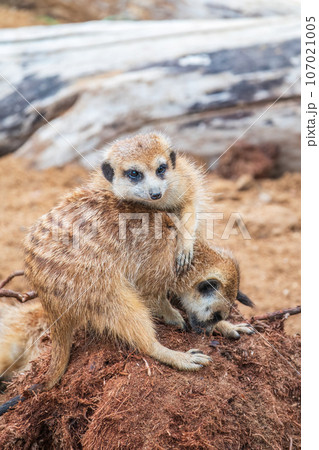 A group of cute meerkats. Meerkat Family are sunbathing. A group of cute meerkats. Meerkat Family are sunbathing. 107021005